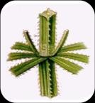 bitkiler bulunur. Gövde 4 köşeli Yapraklar oppozit dizilişli, basit ve stipulalıdır Stipula çok gelişmiştir.