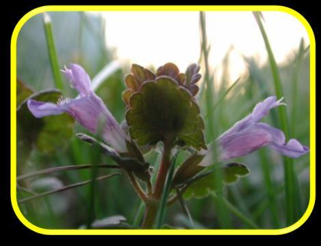 Lamiaceae