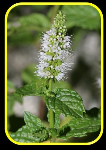 M. spicata; Spearmint esansı (Mentol taşımaz);