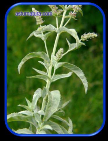 Nane adı ile satılan türler; M. rotundifolia, M.