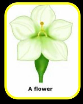 Çiçekler erdişi, aktinomorf veya hafif zigomorftur.