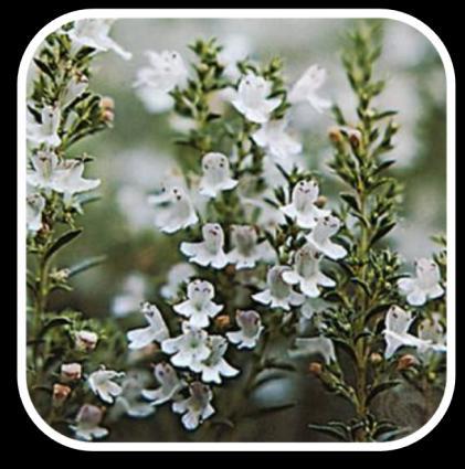 Thymi herba (PhE) (T. vulgaris ve T.