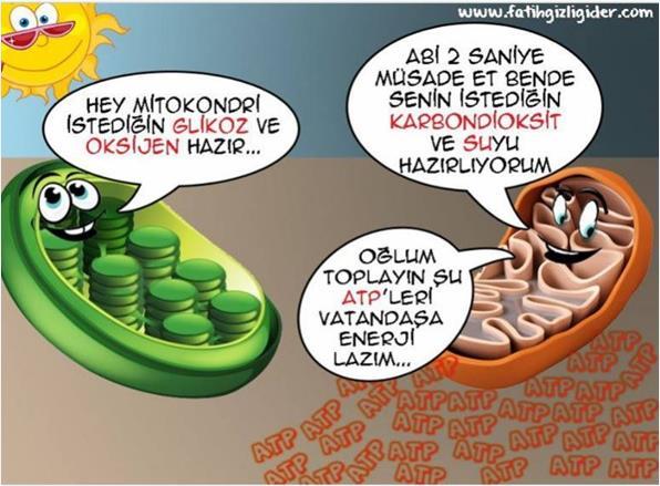 C) Alışveriş yaparlarsa iyonik bağlı bileşik oluştururlar. D) İki atomun da kararlı kararlı olabilmesi için elektron ortaklaşması yapması lazım.