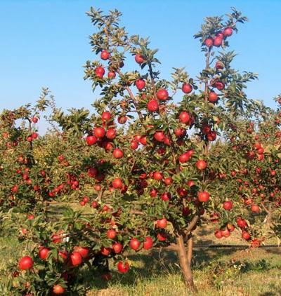 MEYVE TÜRLERİNİN SINIFLANDIRILMASI Meyvelerin Meyve Özelliklerine Göre Sınıflandırılması Yumuşak çekirdekli meyveler (Elma, armut, ayva, alıç, muşmula, üvez, kuşburnu) Sert çekirdekli meyveler