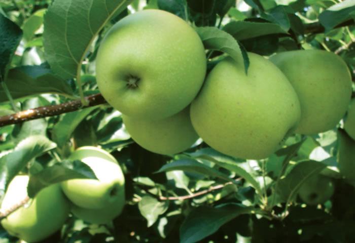 Golden delicious Kışlık çeşittir.