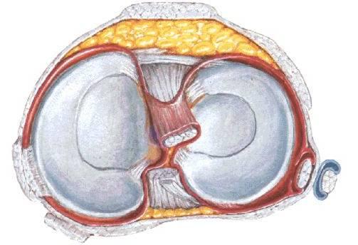 Menisküsler 13 Medial ve