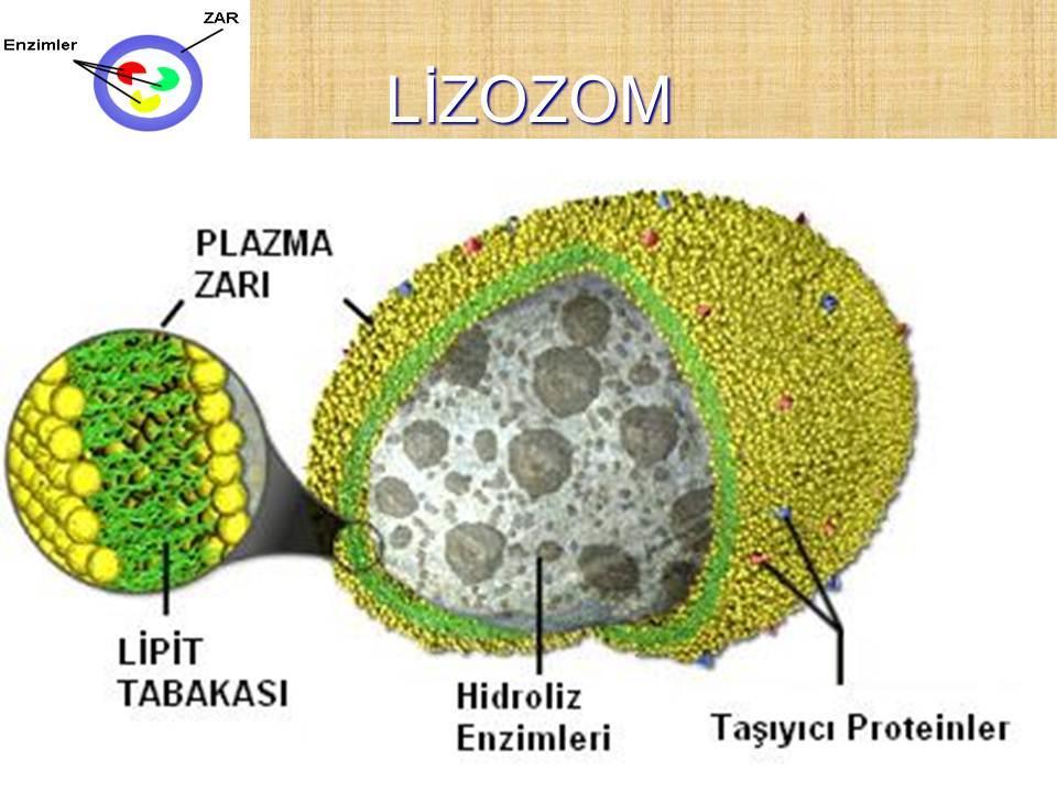 HÜCRE ORGANELLERİ VE GÖREVLERİ Lizozom Alyuvar hücresi dışında bütün hayvan hücrelerinde bulunur. Zarla çevrili bir organeldir. İçinde sindirim enzimleri bulunur.