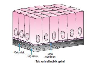 I. ÖRTÜ EPİTELİ c.