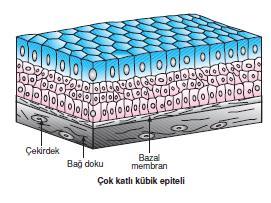 I. ÖRTÜ EPİTELİ b. Çok katlı kübik epitel Üst yüzeydeki hücreler küp şeklindedir.
