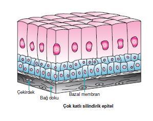 I. ÖRTÜ EPİTELİ c.