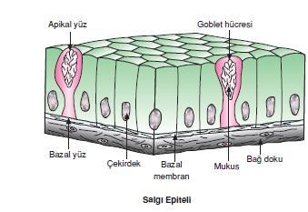 II. SALGI EPİTELİ Hücre sayısına göre tek hücreli ve çok hücreli bez epiteli olarak ikiye ayrılır. 1. Tek hücreli salgı epiteli Tek katlı silindirik epitel hücresidir.