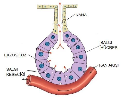 II. SALGI EPİTELİ c.