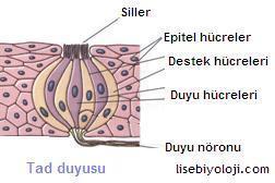 III. DUYU EPİTELİ 2. Sekonder (ikincil) duyu hücreleri Aldıkları uyarıyı nörona ulaştıracak uzantısı yoktur.