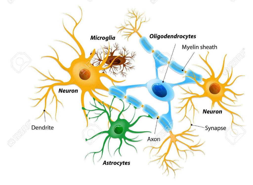 SİNİR DOKU Ara madde (nöroglia dokusu) Glia ve schwann hücreleri tarafından oluşturulur.