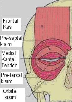 1) Palpebral kısım: İstemsiz göz hareketlerinden sorumludur. İki kısımdan oluşur: a. Preseptal kısım: Derin ve yüzeyel kas liflerinden oluşur.