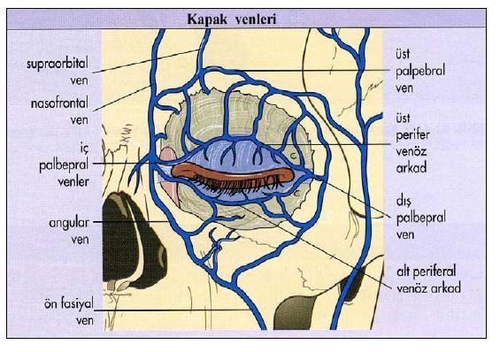 Şekil 5: Göz kapağı venleri 2.6 GÖZ KAPAĞI SİNİRLERİ 1. Duyusal innervasyon: 5.kranial sinirin (n.trigeminus) dalları olan n.opthalmicus (V1) ve n.maxillaris (V2) ile sağlanır. N.opthalmicus: -N.