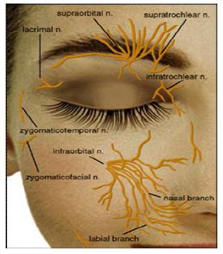 Şekil 6: Göz kapağının duyusal innervasyonu 2.