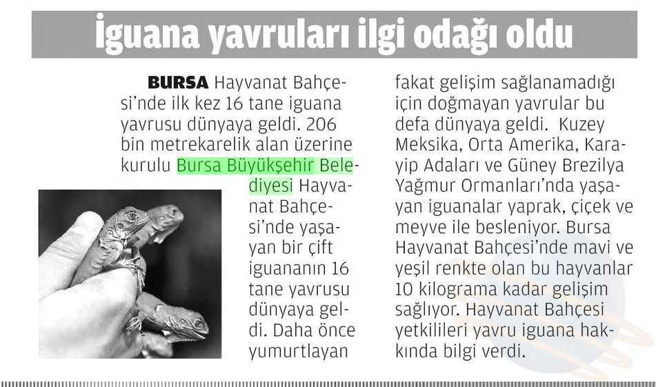 IGUANA YAVRULARI ILGI ODAGI OLDU Yayın Adı : Milat Periyod :