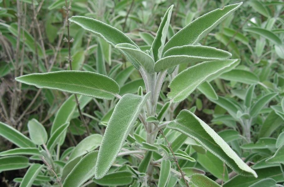 ADAÇAYI (Salvia Officinalis) Adaçayı çok yıllık,