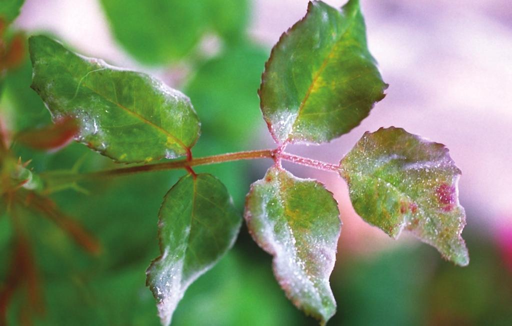 Külleme (Sphaerotheca pannosa var.rosae): Hastalık gülün yaprak, sürgün ve tomurcuklarında görülür. İlk belirtileri genç yapraklarda hafif kabarık, yanık benzeri alanlar şeklindedir.