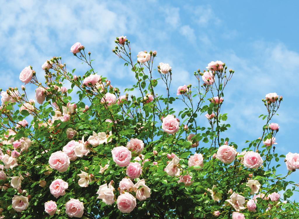 Sarılıcı güller ise bahçe düzenlemelerinde sıkça kullanılan güller olup,