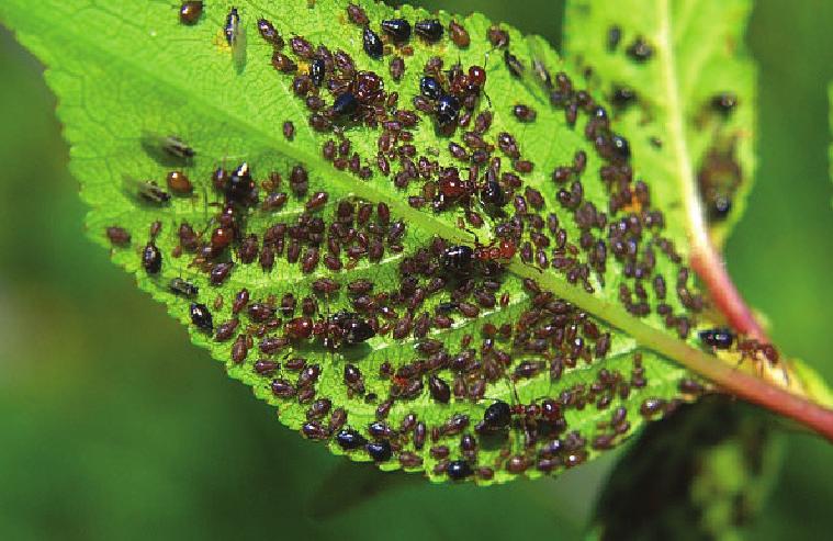 methy terkipli insektisitlerle ilaçlanmalıdır. Bazı böcekler dalların içine girerek boşaltırlar.