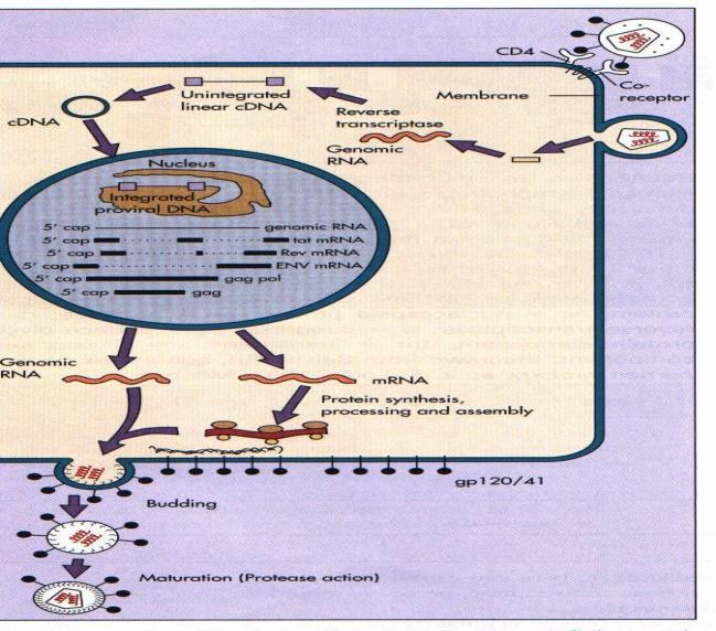 Human immunodeficiency virus(hiv): Tanı: Seroloji: HIV-1/2 antijen+antikor immunoassay Nükleik asit amplifikasyon