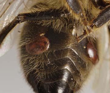 Şekil 1.5 İşçi bal arısının abdomenin iç kısmında segmentler arasında varroa (Anonymous 2015) Varroalar yaz boyunca 2-3 ay yaşayabilirler.