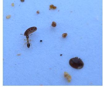 Karıncalar düşen varroaları yapışkanlı kağıt üzerinden toplamaktadırlar (Şekil 2.2). Bu yüzden varroa sayısı doğru tespit edilemeyebilir (Webster ve Delaplane 2001).