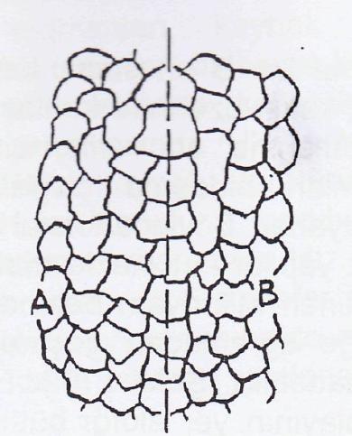 Bu durumda birleşme bölgesinin her iki tarafında da ortak bir kristal yapı oluşmuştur. Mikroyapı bazında bu işlem ortak bir tanecik ağı olarak açıklanabilir.