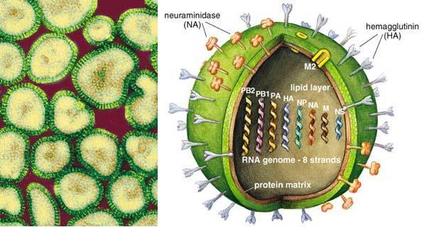 Orthomyxovirus, Paramyxovirus, Coronavirus vb) bu tip proteinlere Matriks