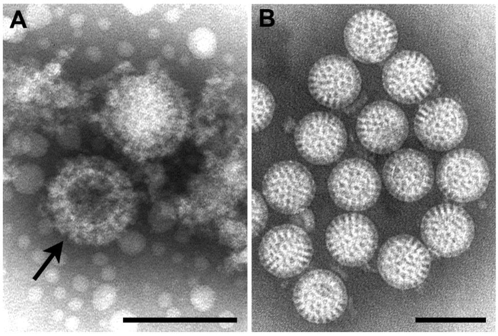 Zarflı ikozahedral simetrili viruslar zarfsız olanlara göre daha frajildirler.