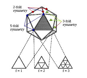Simetri Eksenleri Bu geometrik yapının simetri kuralı, belirli eksenler merkezinde dönme sırasında verdiği üçgen sayısına göre 2-3-5 simetrileri olarak adlandırılır: İki katlı
