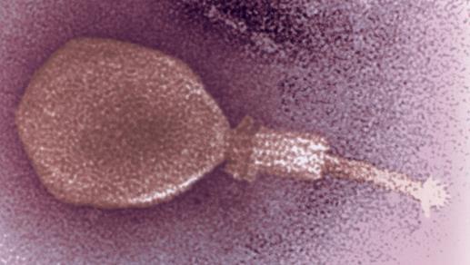 a phage that infects E.