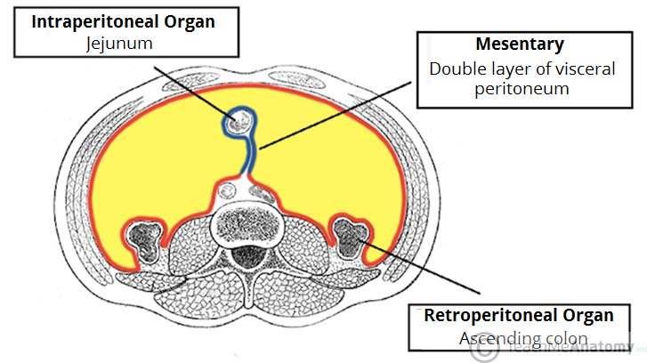 İntraabdominal Apseler