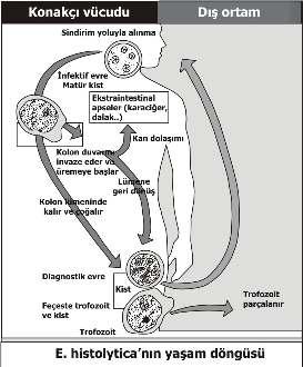 Amip apsesi E/K:10/1 Trofozoitler kolonda mukus ve epitel hücrelerine galaktoz N- asetilgalaktozamin (Gal/GalNAc)