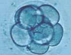 Test-2 3. Hücre zarı hücreye madde giriş çıkışını kontrol eder. Bu özelliğinin ismi nedir? 1. Mikroskobun gelişimi insanoğluna çeşitli faydalar sağlamıştır.