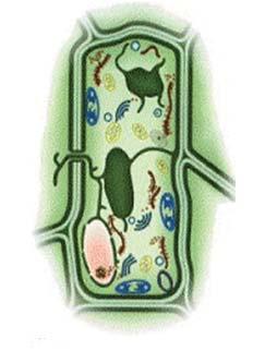 Hücre 6. 8. Hücre içinde belirli görevler üstlenmiş yapılara organel denir. Kloroplast Doğru Çekirdek Golgi aygıtı Yanlış Bitkilerin kök hücrelerinde kloroplast bulunur.