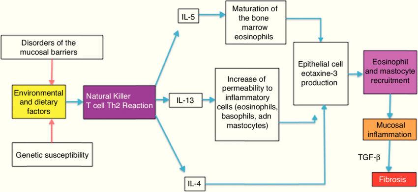 Mukozal bariyer bozukluğu Kİ eozinofil olgunlaşması Epitelyal hücre Çevresel ve diyet faktörleri İnflamatuar hücrelere