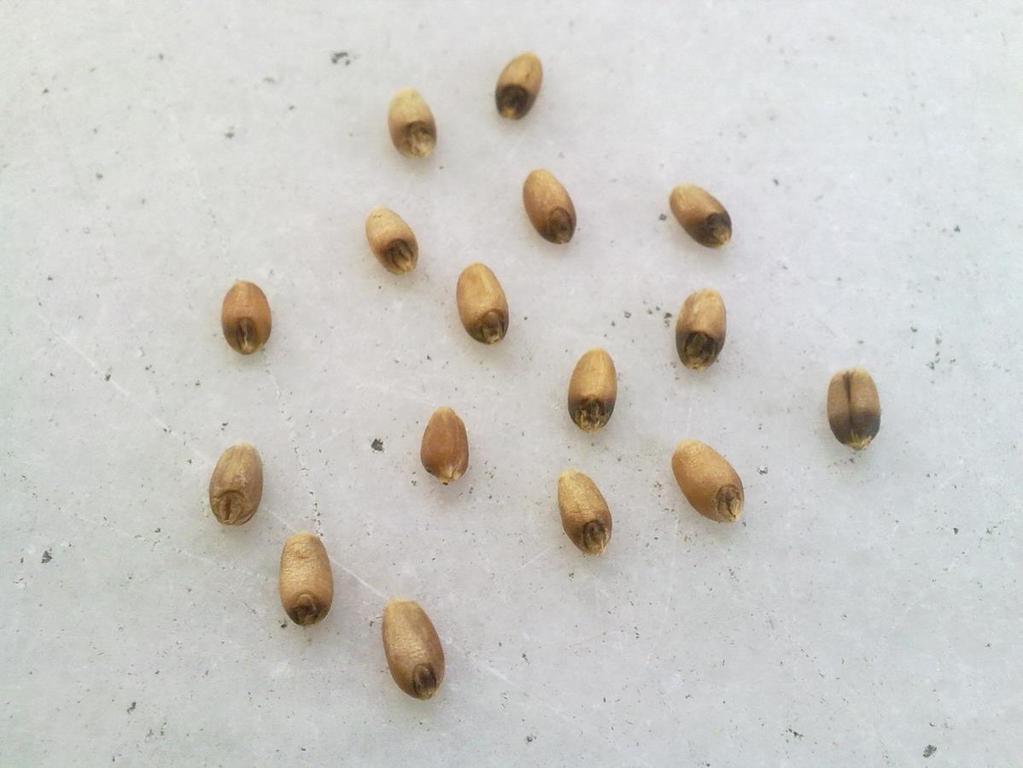 Şekil 3.2. Ekmeklik buğday tanelerinde embriyo kararması. Protein Oranı (%) : ICC Standart No: 105 de verilen Kjeldahl yöntemine göre yapılmıştır.