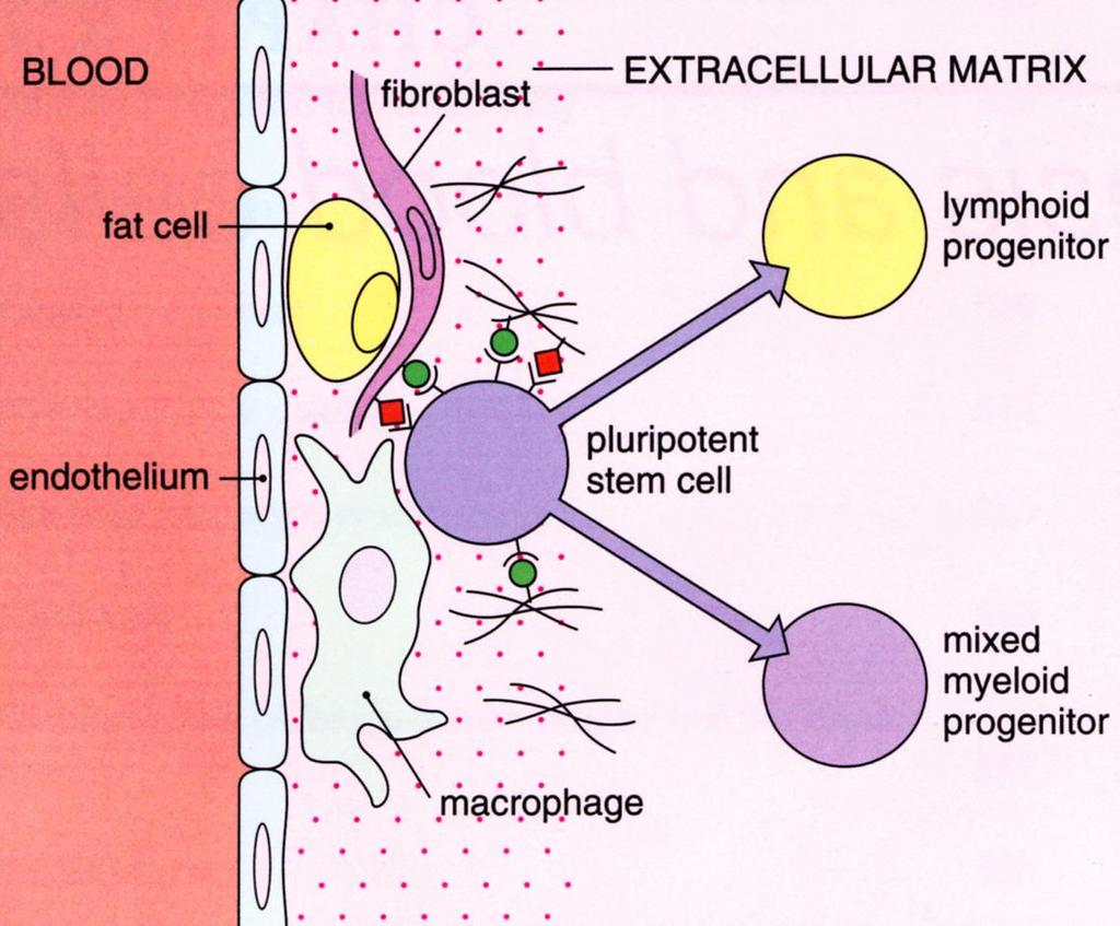 Hematopoezin Kemik İliğinde Uygun