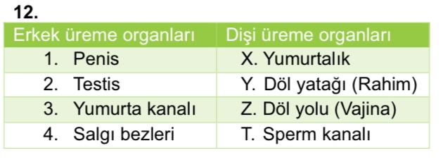 A) Yalnız I B) I ve II C) I ve III D) II ve III Dişi