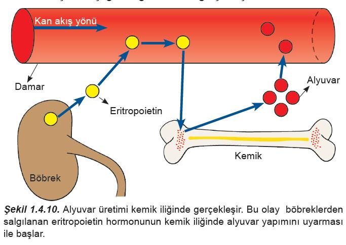 Direkt anemi önlenmesi ile ilişkili olmasa da, eritropoetinin uygulama yolu önemlidir.