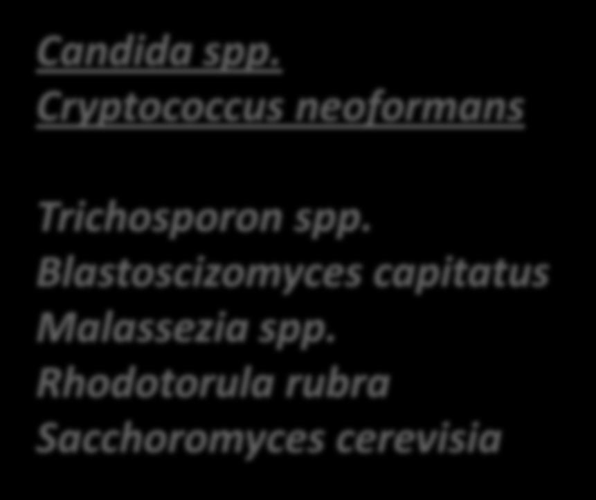 Cryptococcus neoformans Trichosporon spp.