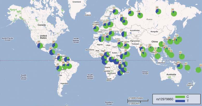 Regional Distribution of IL28B rs12979860 CC Genotype Thomas DL, et al.