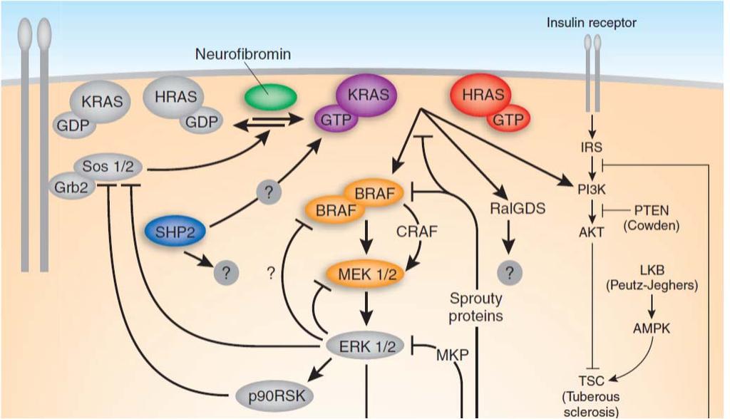 JMML-PATOGENEZ RAS-RAF-MAPK YOLAKLARI RAS proteinleri hücre büyümesi, yaşamı ve farklılaşmasında anahtar düzenleyici proteinler GM-CSF ve diğer hematopoetik büyüme faktörleri