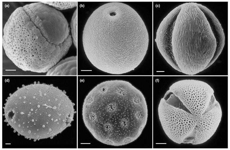 www.sciencedirect.com Polen üzerinde ekzin adında karmaşık yapılı sindirilemeyen koruyucu bir tabaka vardır. Bu tabakada yer yer açıklıklar bulunmaktadır.