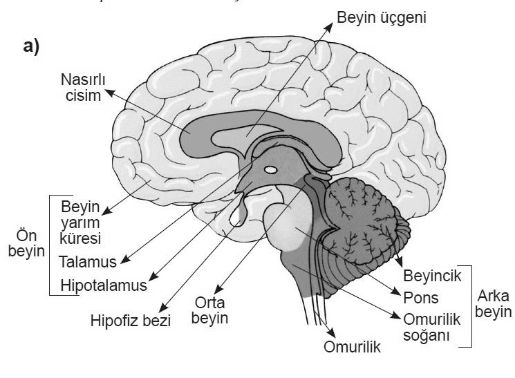 SİNİR SİSTEMİNİN YAPI VE İŞLEVLERİ İnsanda sinir sistemi, merkezi sinir sistemi ve çevresel sinir sistemi olmak üzere iki kısımdan incelenir. A.