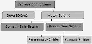 Hata yapıldığında tekrar beyin devreye girer ve hatalar düzeltilir. Refleks Yayı Omuriliğin enine kesitinde boz maddenin kelebek şeklinde benzer bir görüntüsü vardır.