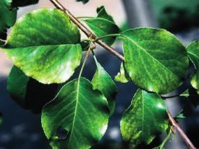 Fe Demir Noksanlığı Demir eksikliği belirtileri öncelikle genç yapraklarda, yapraklarda damar arası sararma şeklinde göstermektedir.